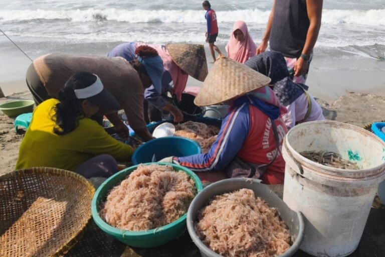 Harga Udang Krosok di Pangandaran Terjun Bebas, Pasar Tak Mampu Serap Hasil Tangkapan