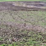 Dampak Kemarau Panjang, Danau Cinere Pangkalan Jati  Mengering dan Tanah Dasarnya Merekah