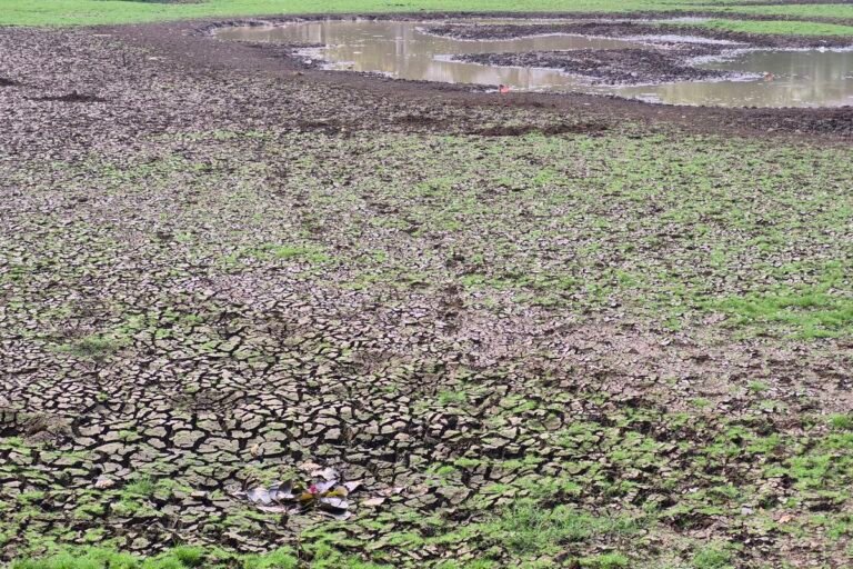 Dampak Kemarau Panjang, Danau Cinere Pangkalan Jati  Mengering dan Tanah Dasarnya Merekah
