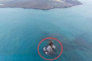 Muncul Dua Pulau Baru di Sekitar Anak Krakatau, PVMBG Imbau Warga Jauhi Radius 1 Km