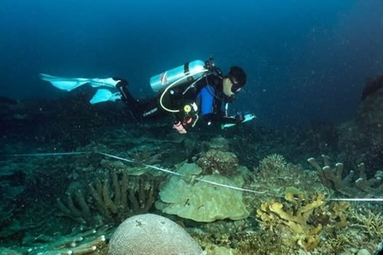Resmi! 162 Ribu Hektare Perairan di Sorong dan Tambrauw Ditetapkan Jadi Kawasan Konservasi