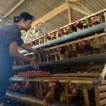 Peternak Ayam Broiler Terancam Gulung Tikar dalam 2 Bulan Akibat Biaya Pakan Tinggi