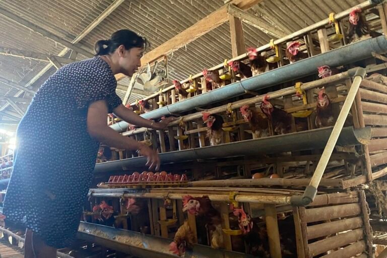 Peternak Ayam Broiler Terancam Gulung Tikar dalam 2 Bulan Akibat Biaya Pakan Tinggi