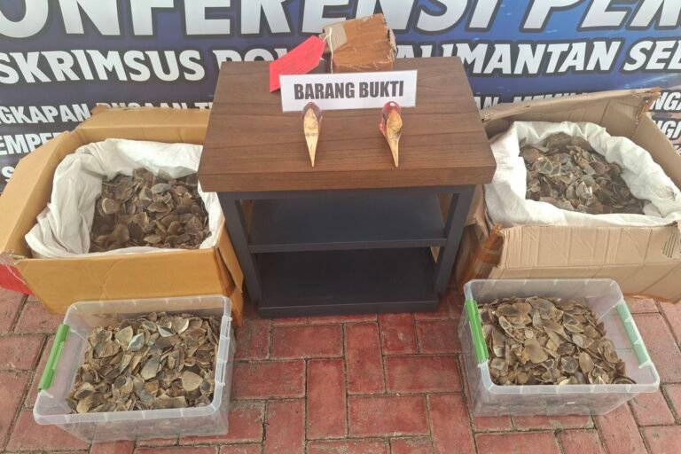 Ungkap Bisnis Gelap Satwa Dilindungi, Ditkrimsus Polda Kalsel Amankan 57 Kg Sisik Trenggiling