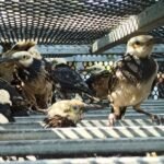 Penyelundupan 3.394 Burung Impor asal Vietnam di Sidoarjo Dibongkar Bareskrim Polri