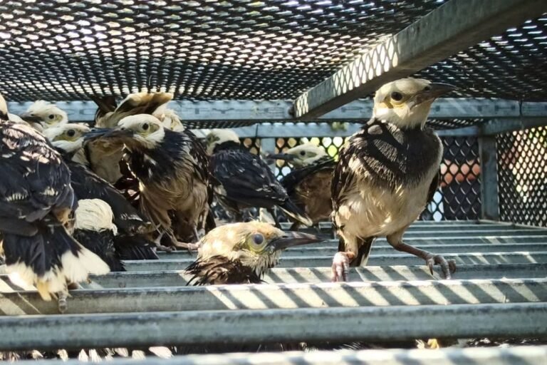 Penyelundupan 3.394 Burung Impor asal Vietnam di Sidoarjo Dibongkar Bareskrim Polri
