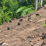 Kehilangan Rumah Akibat Karhutla, 25 Monyet Hitam Datangi Kebun Warga Pinrang