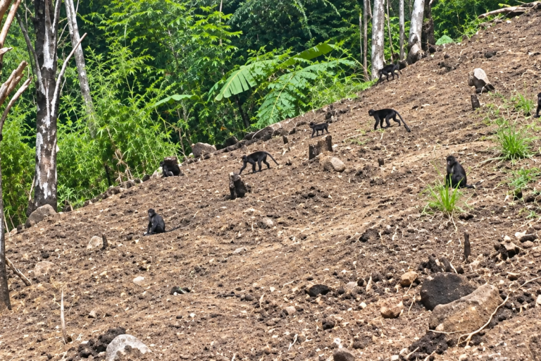 Kehilangan Rumah Akibat Karhutla, 25 Monyet Hitam Datangi Kebun Warga Pinrang