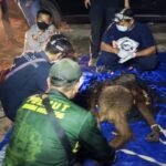 BKSDA Kalteng Evakuasi Induk dan Anak Orangutan Terjerat Tali Babi di Kotim