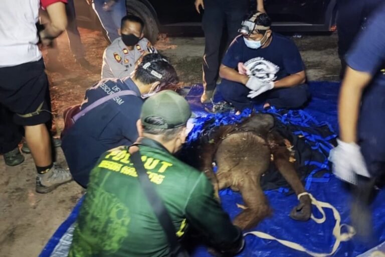 BKSDA Kalteng Evakuasi Induk dan Anak Orangutan Terjerat Tali Babi di Kotim
