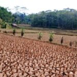 Irigasi Lumpuh dan Sawah Kering, Ratusan Petani Cianjur Terpaksa Mengadu Nasib ke Kalimantan