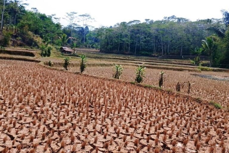Irigasi Lumpuh dan Sawah Kering, Ratusan Petani Cianjur Terpaksa Mengadu Nasib ke Kalimantan