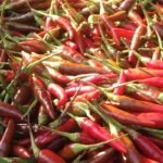 Imbas Bencana Kekeringan, Harga Cabai Rawit di Baubau Mencekik Hingga Rp 250 Ribu per Kilo