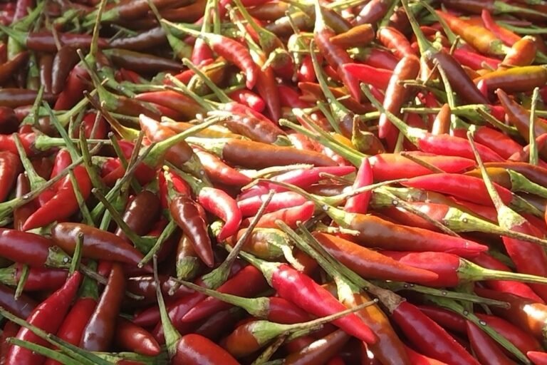 Imbas Bencana Kekeringan, Harga Cabai Rawit di Baubau Mencekik Hingga Rp 250 Ribu per Kilo